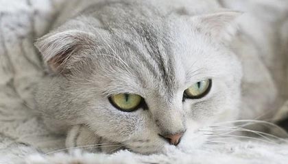 开云平台-英超比赛中心理教练介入频次与球队表现关联，英超 主教练